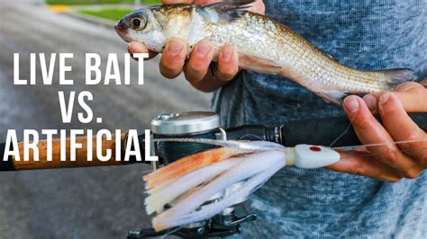 Fishing Live Bait Vs Artificial Lures For Big Fish In South Florida