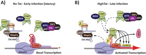 Table 1 From Tat Is A Multifunctional Viral Protein That Modulates