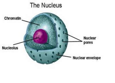 nucleus  parts cell structure organelles