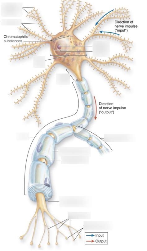 HHSC 105 Lecture 11 Diagram 2: Axon Diagram | Quizlet