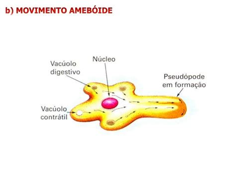 Citoplasma Biologia