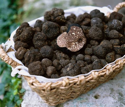 Truffles In The United States