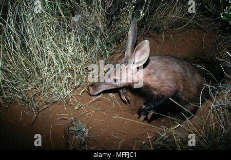 Aardvark (Orycteropus afer), emerging from burrow at dusk, Tuissen de ...