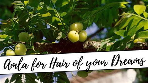 Best Hair Oils For Low Porosity Hair Allure Of Beau