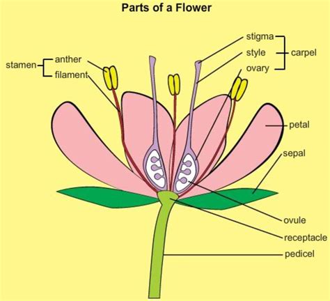 This Flower Has Male And Female Reproductive Parts Identify The Flower