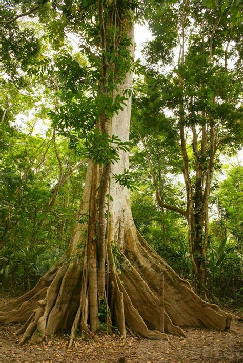 Amazon jungle tree 36457494 Stock Photo at Vecteezy