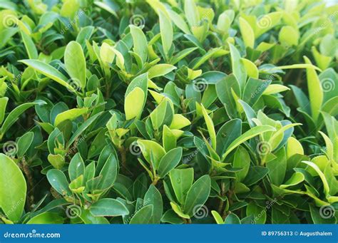 Chinese bangan leaves stock image. Image of design, ariegated - 89756313