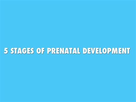 5 Stages Of Prenatal Development.👶👶 by gabriella.