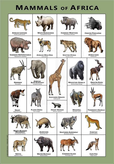 Mammals of North America Poster Print - inkart