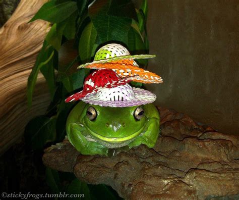 My boyfriend sends me frogs in hats when I’m sad , here’s my favourite ...