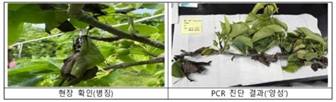 강원 홍천 배 농가 과수화상병 발생 올해 도내 첫 사례
