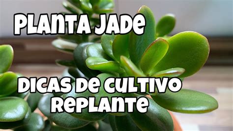 Planta Jade Crassula Ovata De Folhas Pequenas Como Cuidar E