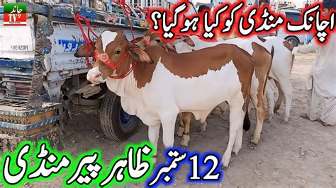 Zahir Pir Cow Mandi Fresh Latest Update Today Cholistani