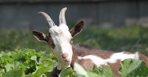 2025 Updated Best 6 Ways To Get Goat Sounds