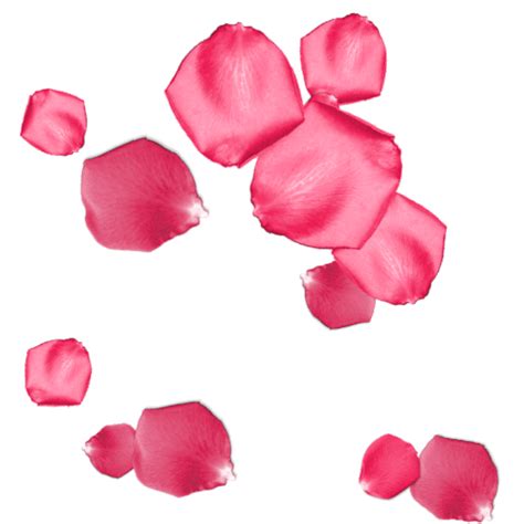 Rose Petals Pink Free On Pixabay