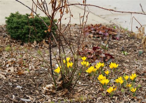 Visit My Garden: Rose Garden in Early Spring