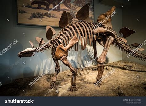 Stegosaurus Fossil