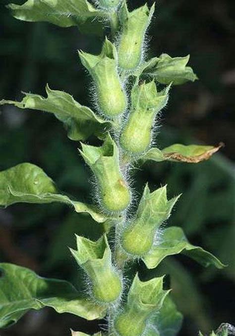 Henbane Invasive Species Program Nebraska