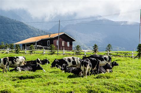 Sabah Trip Desa Dairy Farm Kundasang Visiting Desa Cattl Flickr