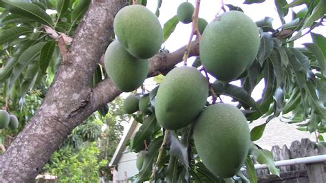 ‎mango 2019 Too Heavy Fruits Glenn Mango Fruit Tree Homegrown Mango