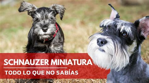 Son Inteligentes Los Schnauzers Miniatura