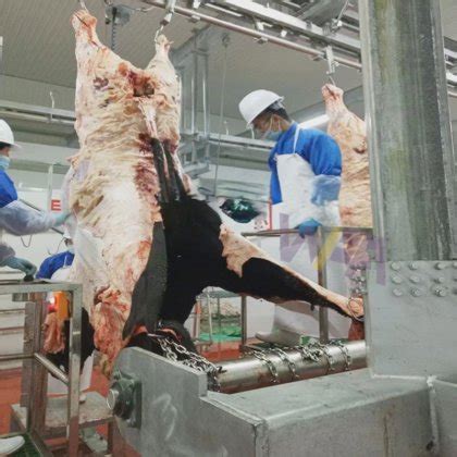 Middle Small Type Slaughterhouse Cattle Per Hour Halal Slaughter