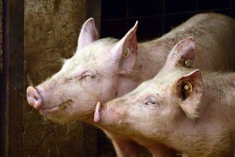 The 10 Most Common Pig Diseases And How To Prevent Them