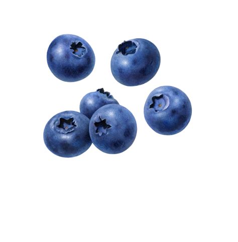 Blueberry Fruit Fresh Blueberries Berry Collection Free Png