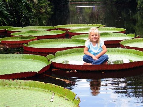 Giant Amazon Water Lily--Native to Brazil and the Amazon this lily can ...