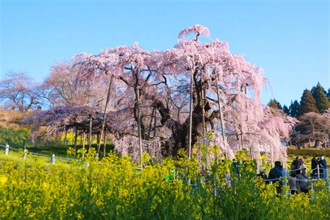 2023年 滝桜の状況4月1日7 00頃 Find三春 みはる観光協会福島県三春町