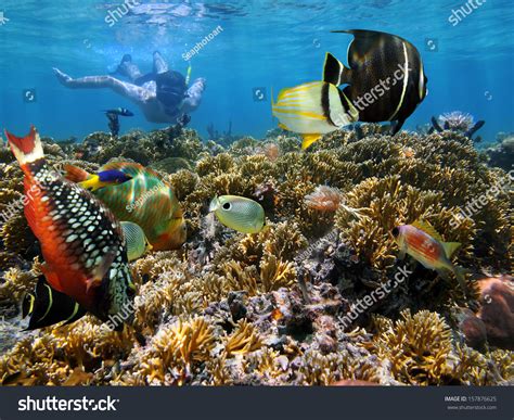 2,142 Costa Rica Snorkeling Images, Stock Photos & Vectors | Shutterstock