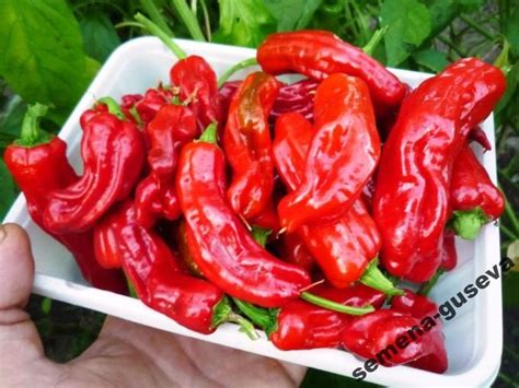 Знаменитый Перец- Pepperoncini (Pepperoncini) Greek Пепперончини ...