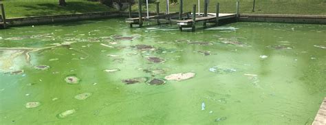 Toxic Water? When Community Ponds Can Become Deadly - Think Utility ...