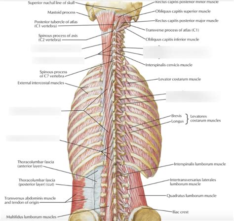 Transversospinalis Rotatores