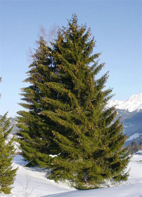 Spruce - Wikipedia