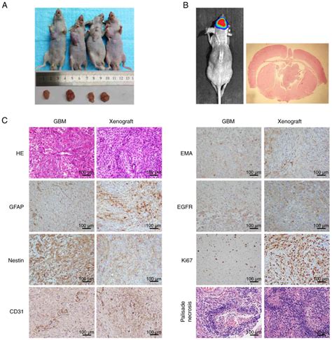 Establishment And Characteristics Of Gwh04 A New Primary Human