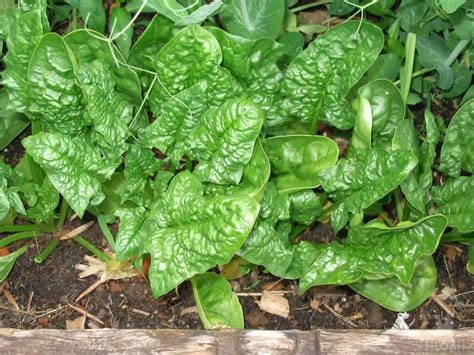 Growing Spinach Step By Step