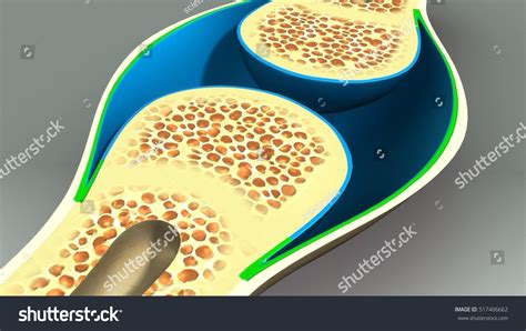 Bone Structure 3d Illustration Stock Illustration 517406662 Shutterstock