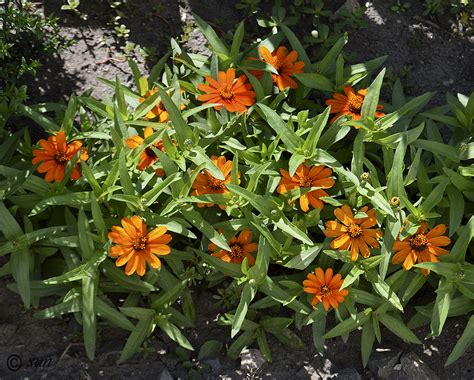 Zinnia angustifolia - Изображение особи - Плантариум