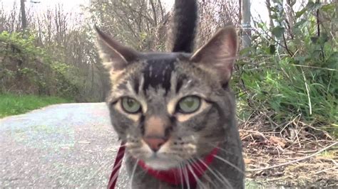 Leash Trained Cat Youtube