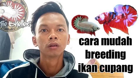 Langkah Langkah Yang Harus Dilakukan Sebelum Memulai Proses Breeding