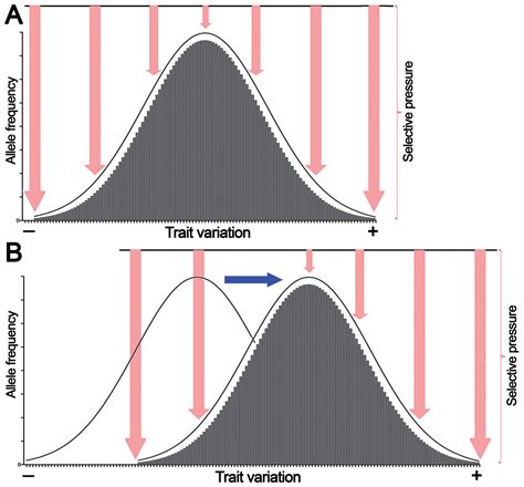 Chargaffs Second Parity Rule Lies At The Origin Of Additive Genetic