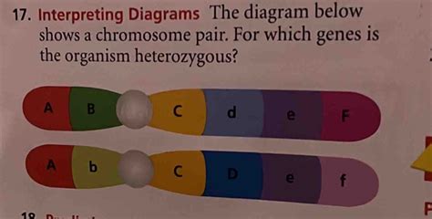 Solved: 17. Interpreting Diagrams The diagram below shows a chromosome ...