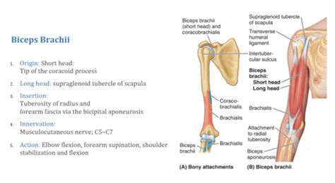 MSK Elbow Wrist And Hand Flashcards Quizlet