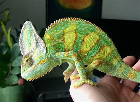 Flexin Those Spikes Rchameleons