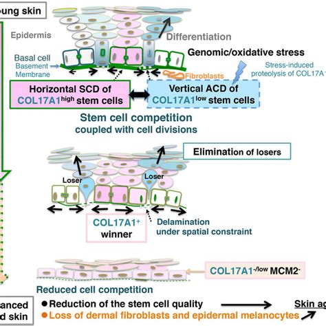 Epidermal Homeostasis Is Maintained By Col A Mediated Symmetric Cell