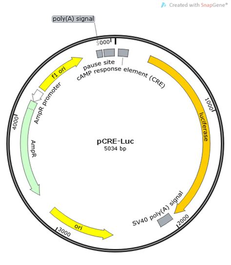 Pcre Luc载体质粒图谱 优宝生物