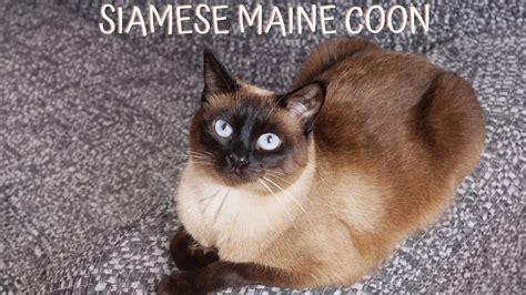 Siamese Maine Coon Mix: A Fascinating Hybrid Cat Breed