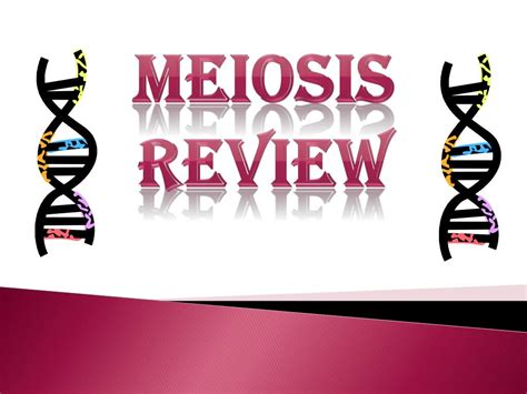 Ppt Meiosis Review Powerpoint Presentation Free Download Id1848964