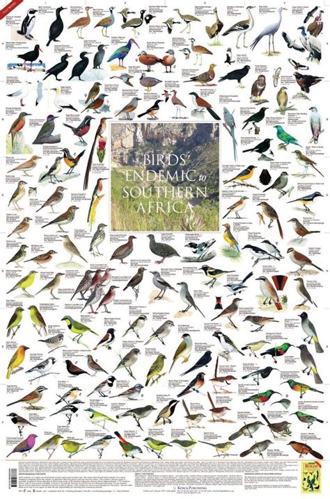 Birds Endemic To Southern Africa Poster Nhbs Field Guides Natural